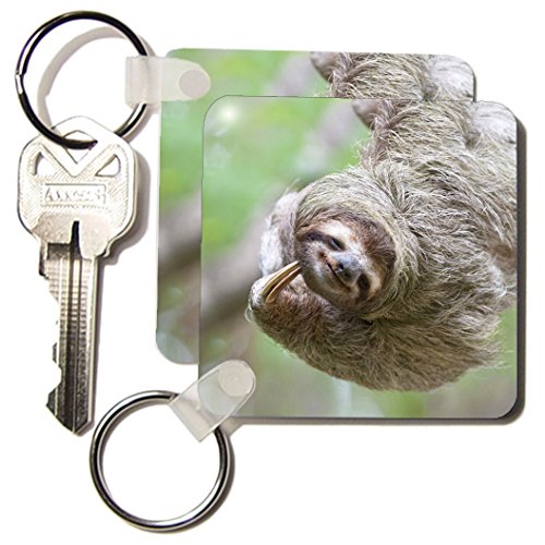 Porte-clés paresseux souvenir du Costa Rica à offrir aux passionnés de nature sauvage