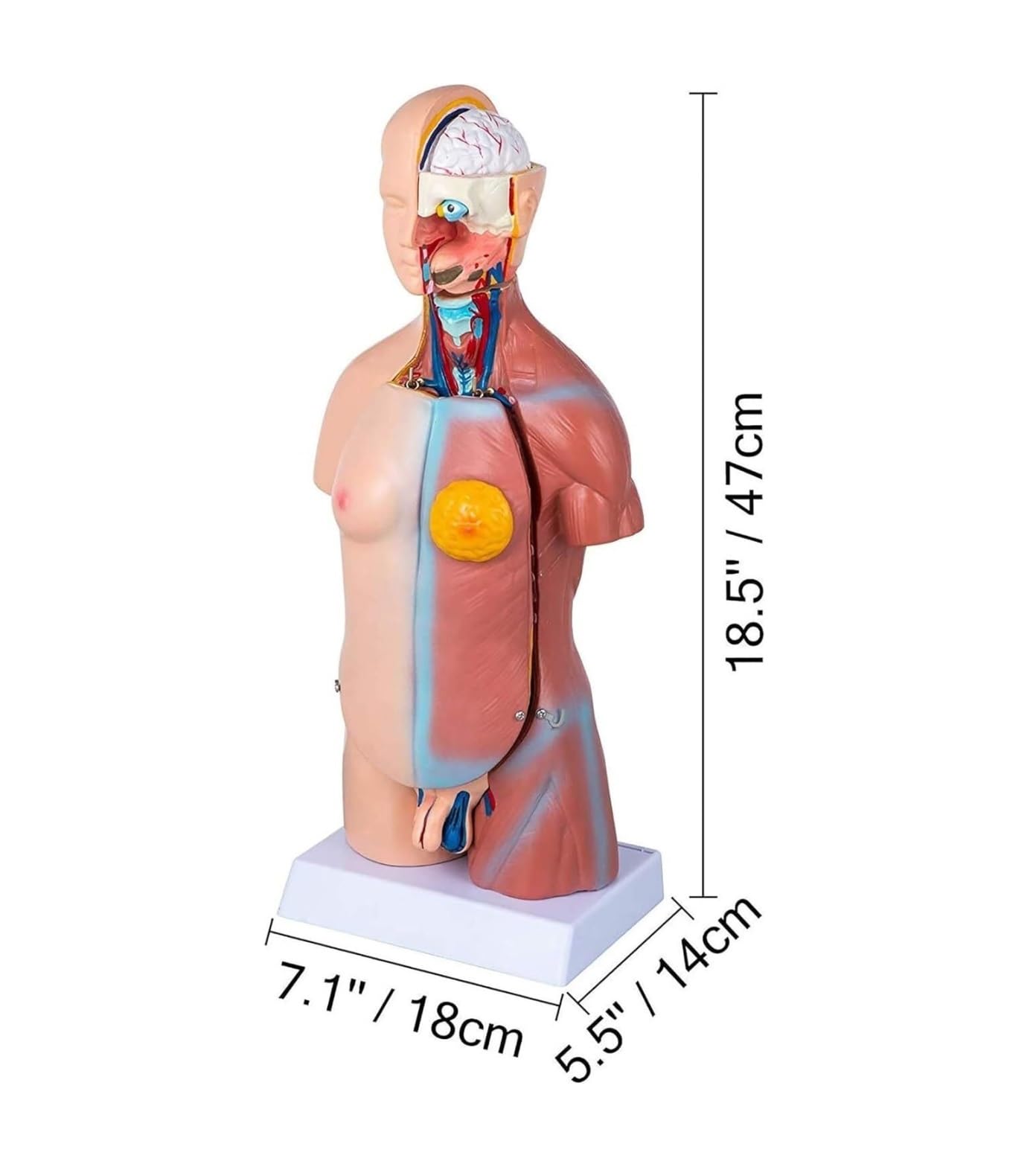 Anatomía De La Educación Modelo De Torso Humano, 23 Partes, Vísceras Humanas, Enseñanza Anatómica, Exhibición Órganos Humanos Muñeca de Anatomía