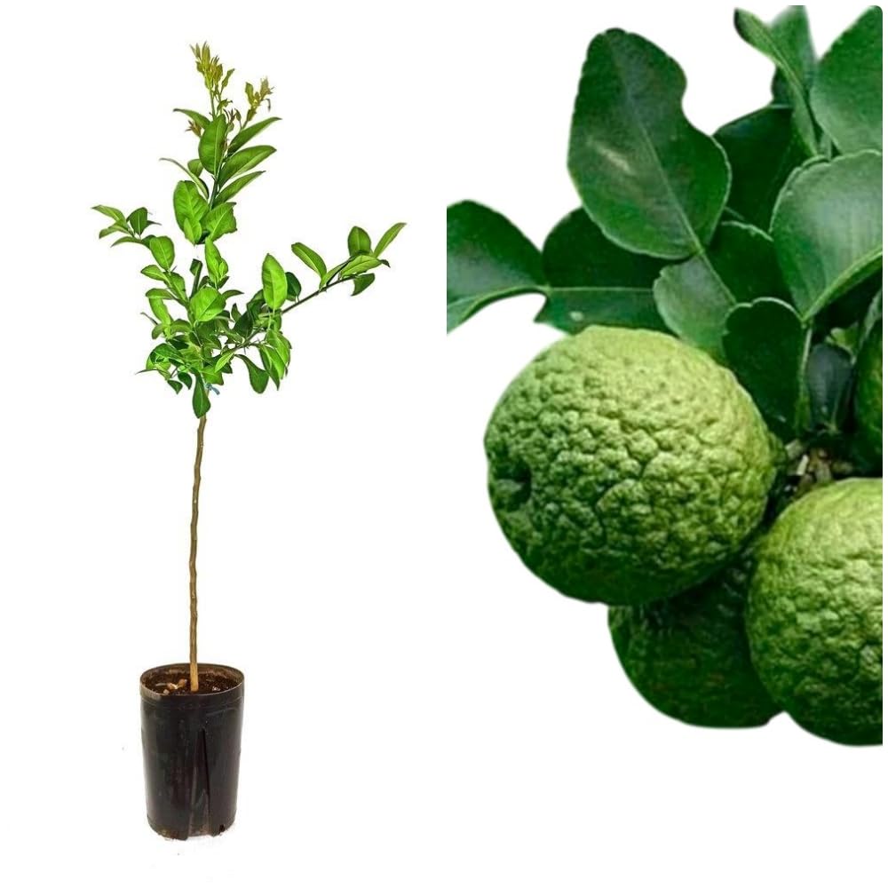 Planta Frutal citrico Lima Kaffir. Altura de 90-100 cm. Muy aromatico. Sus hojas muy usadas en cocina Tailandesa e Indonesia. Sus frutos rugosos ricos en aceites esenciales. Segura Garden.