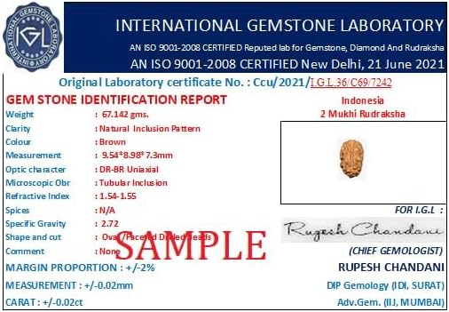 2 Mukhi Indonesian Rudraksha दो मुखी रुद्राक्ष ओरिजिनल नेपाली Two|2 Face Rudraksha IGL Certified Oval Do Mukhi Rudraksh Pendant for Jap