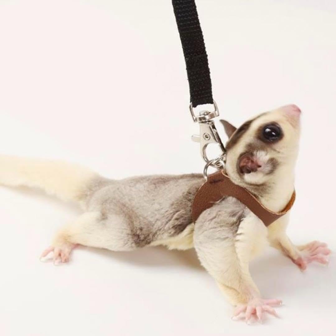 Amazon | おでかけ用 モモンガ ハーネス 3サイズ リード