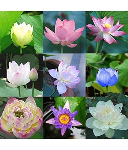 Germination Lotus Mix Flower Seeds (Pack Of 10 Seeds) - All Mix Color Growing Lotus Kamal Gatta Seed,Home Gardening, Live Water plant for Pond, Rosary of Kamalgatta, Makhana Seed, Water Lily (B0DFHGX91C) Amazon Price History, Amazon Price Tracker