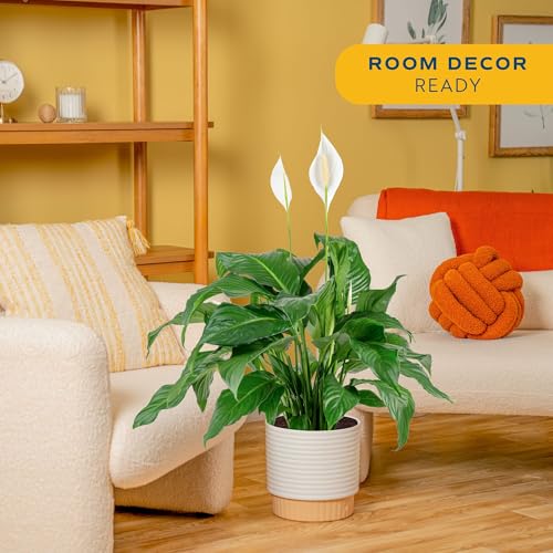 Image of Costa Farms Peace Lily Live Plant in Decorative Pot, Large Air Purifying Flowering Indoor Houseplant, Perfect for Home, Room, or Office Decor, Great House Warming or Birthday Gift, 2-3 Feet Tall