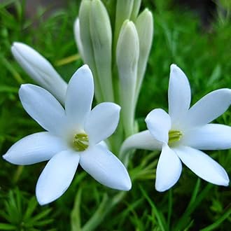 Double petal tuberose bulbs ( pack of 3 )