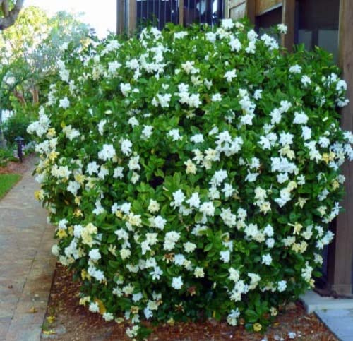 See full amazon price history chart for Parijatak Parijat Flower Seed For Planting - 20 Parijatak Parijat Flower Seed For Planting - 20 (B09WJH2FJH) Amazon Price History, Amazon Price Tracker