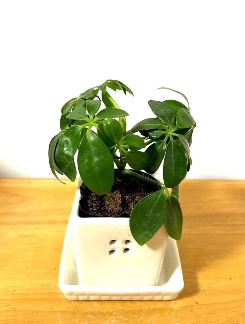 Amazon|カポック|観葉植物 オンライン通販 Amazon|カポック|観葉植物 オンライン通販