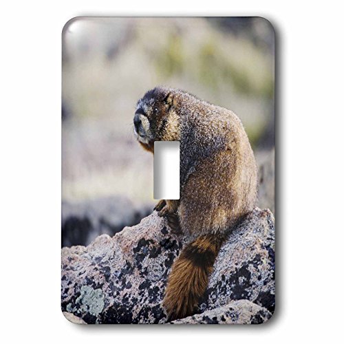 Interrupteur marmot à ventre jaune pour remplacer une plaque murale terne - 3