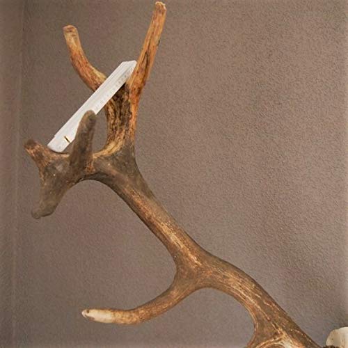 GTK - Geweihe & Trophäen KRUMHOLZ Starkes 16 Ender ROTHIRSCH Hirsch Geweih Hirschgeweih mit ganzer Nase und Oberkiefer H111cm