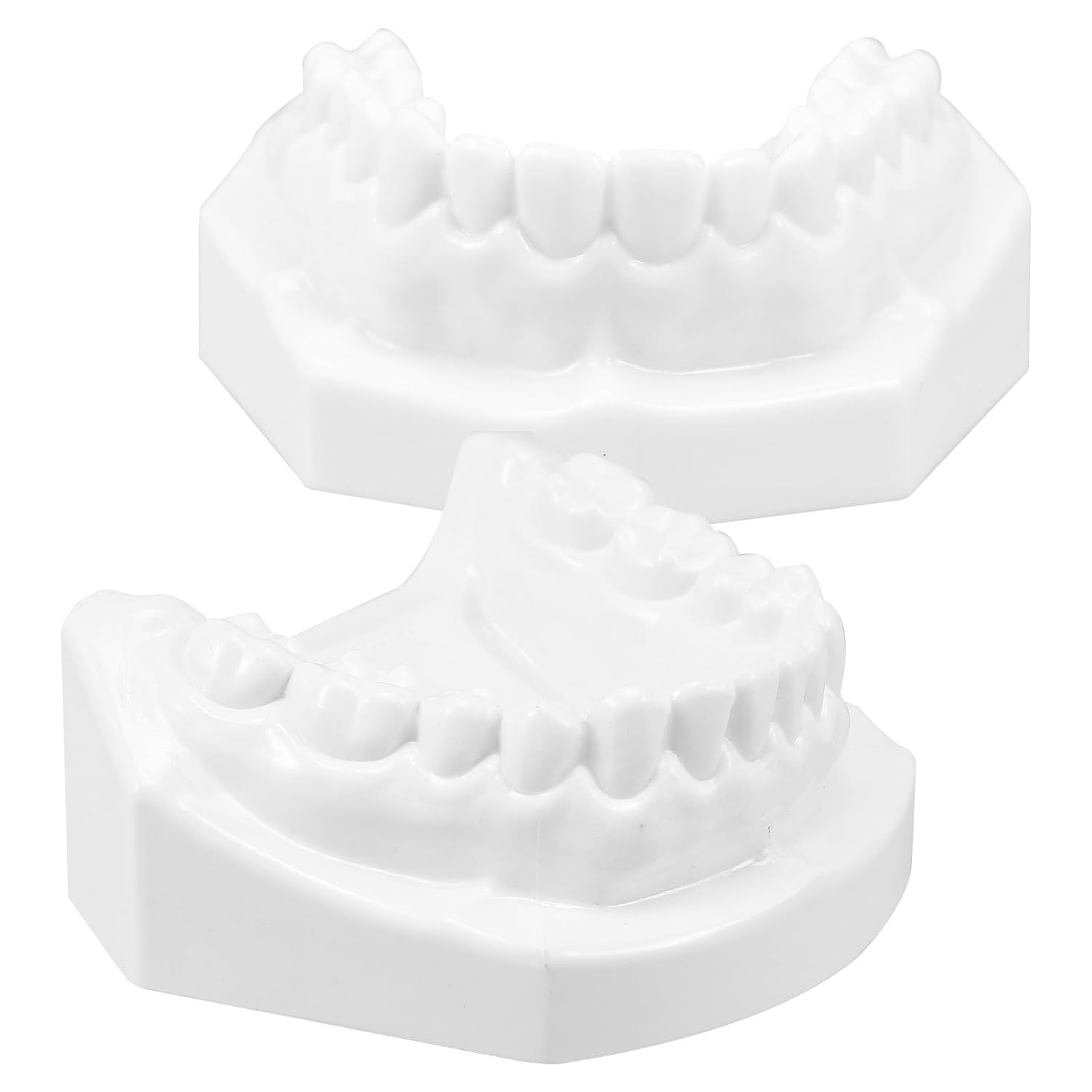YARNOW Dental Teeth and Gum Model for Teaching Adult Standard Human Tooth Model White Corundum Dental Demonstration Educational Tool