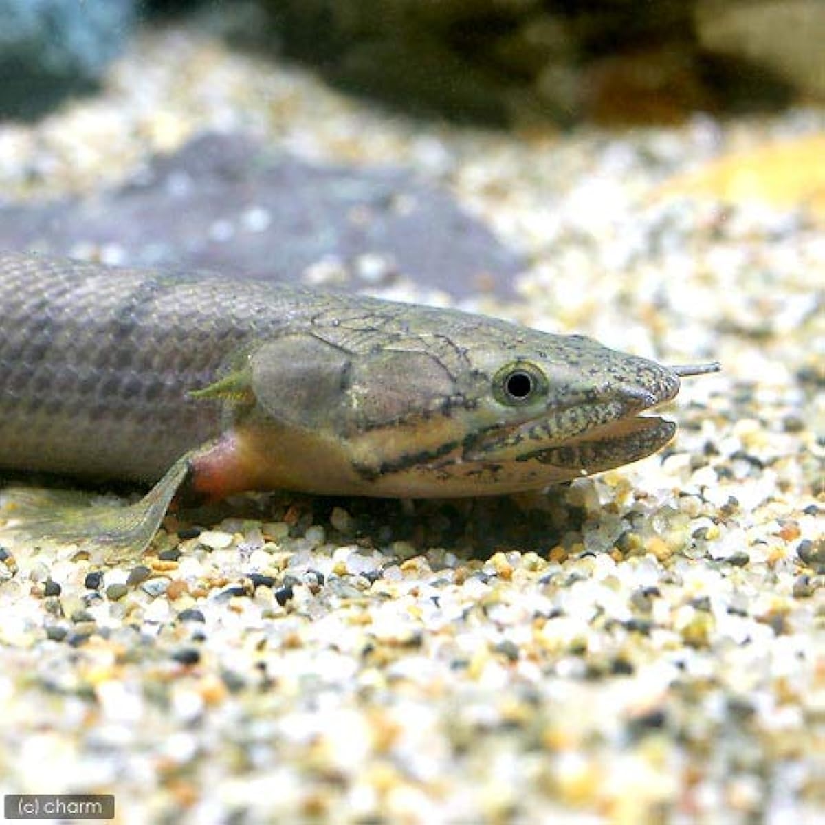 ブランドのギフト 熱帯魚 シルバーアロワナ ｓサイズ ワイルド １匹 北海道航空便要保温 Shipsctc Org