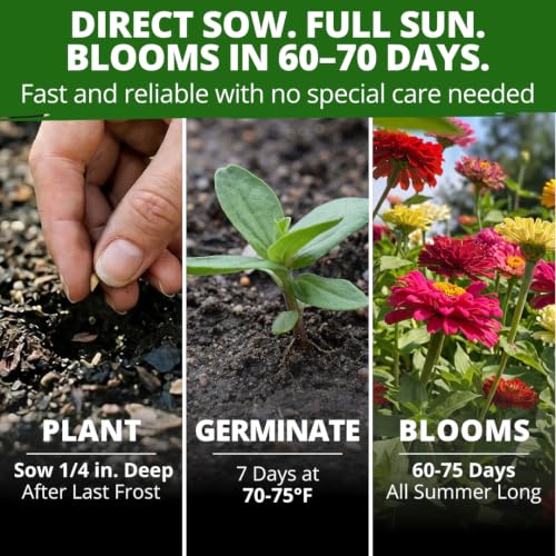 Image of HOME GROWN State Fair Zinnia Seeds (Zinnia Elegans) - 1,000 Flower Seeds for Planting 2026, 7.5g Bulk, Beds, Borders, Cottage Garden, Pollinator Friendly, Large Double Blooms
