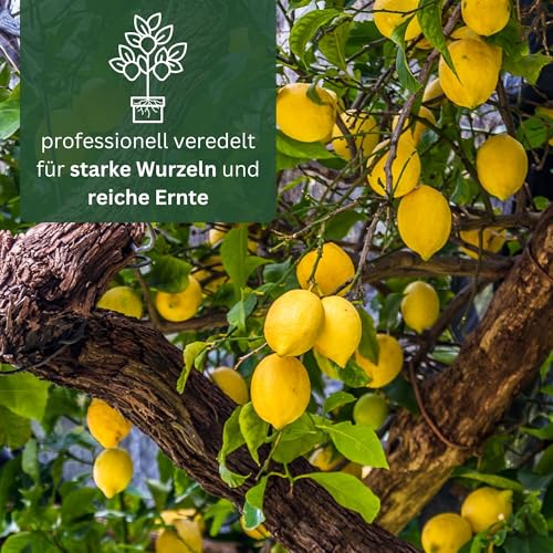 Meine Orangerie Amalfi Zitronenbaum Mezzo - echte Amalfi-Zitrone (Sfusato Amalfitano) - fruchtreife Zitruspflanze - veredelte Zitrone - Citrus Limon amalphitanum - Lemon Tree (Topf Ø 20cm)