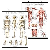 Palace Learning Muscular &...