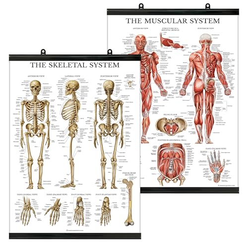 Image of Palace Learning Muscular & Skeletal System Anatomical Poster Set - Laminated With Plastic Frame 2 Chart Set - Human Skeleton & Muscle Anatomy - (18 inch x 24 inch)