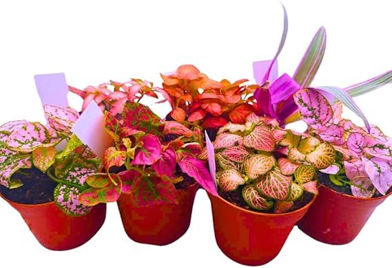 Live Pink Plant Collection Pack of 3 Live House Plants Terrarium Plants Reptile Safe Easy