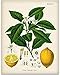 Lemon Citrus Botanical Illustration - Great Kitchen Poster Farmhouse Decor, Dining Room and Kitchen Decoration, Vintage Wall Decor Lemon Tree Print, 11x14 Unframed Art Print Poster