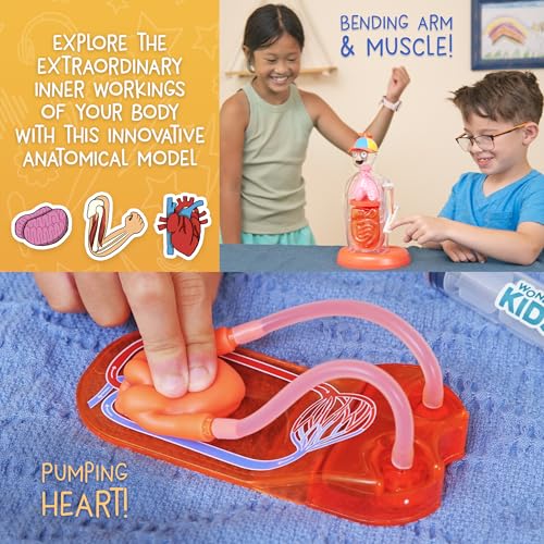 Image of Wow in The World The Amazing Human Body Kit by Thames & Kosmos, Interactive Mechanical Anatomy Model w /Pumping Heart, Lungs, Digestive Tract, Glow-in-The-Dark Bones, Brain & More, Science for Ages 4+