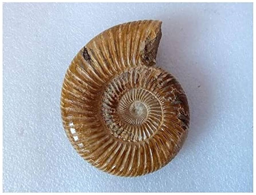 Amazon.co.jp: 1個の洗練された生のシェル標本マダガスカル