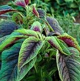 500PCS Red Green Amaranth Spinach Seeds Amaranthus Tricolor Vegetable Seeds