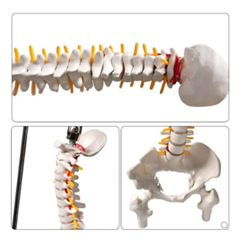 Modello Educativo Modello Flessibile Di Colonna Vertebrale Della Colonna Vertebrale Umana Con Bacino, Teste Del Femore, Disco Lombare, Osso Sacro Aperto, Modello Di Osso Occipitale, Ecc., 45 Cm/17,7"