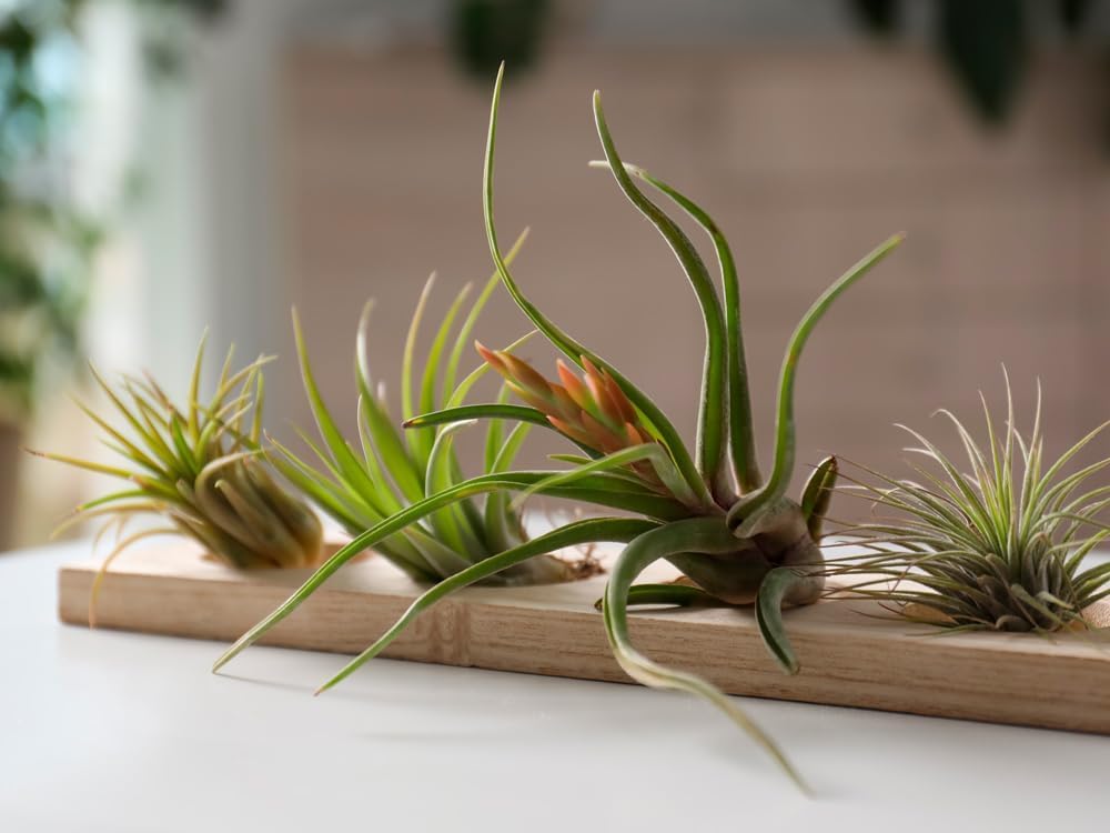 Garden Center Shop | Pack Tillandsias Naturales | Plantas Aéreas Sin Tierra | Set Variado Decorativo | Fácil Cuidado | Ideal Interior y Regalo (5) — view 4