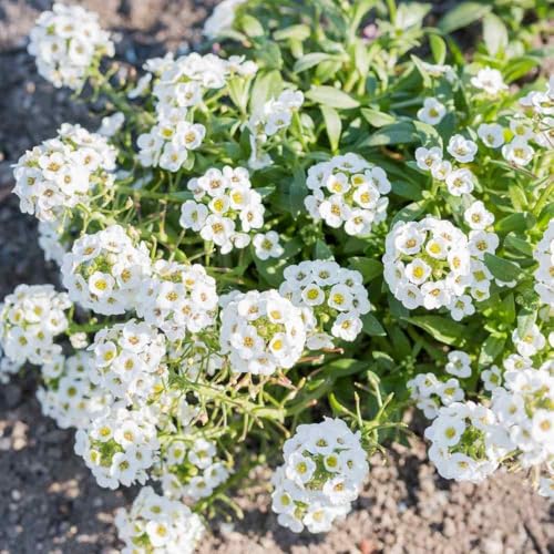 Image of Sweet Alyssum Flower Seeds - Fragrant, Easy-to-Grow Garden Flowers, Pollinator-Friendly, Continuous Blooms for Borders & Containers (Pack Of 50+ Seed)