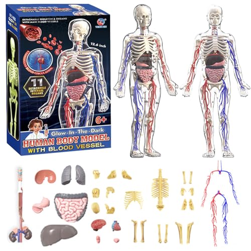 ZAIREG Clear Human Body Structure Model - 29-Piece Set, Removable Organs Bones & Transparent, DIY Assembled Human Torso Organ Model, 3D Human Body Skeleton Model for Anatomy (Full Organ Set)