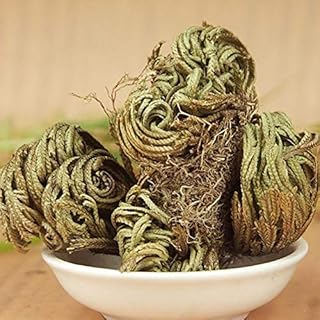 Portal Cool Seeds Package: Jericho Resurrection Rose Seeds Rose of Jericho Factory