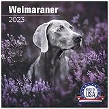 2022 2023 Weimaraner Calendar - Dog Breed Monthly Wall Calendar - 12 x 24 Open - Thick No-Bleed Pape