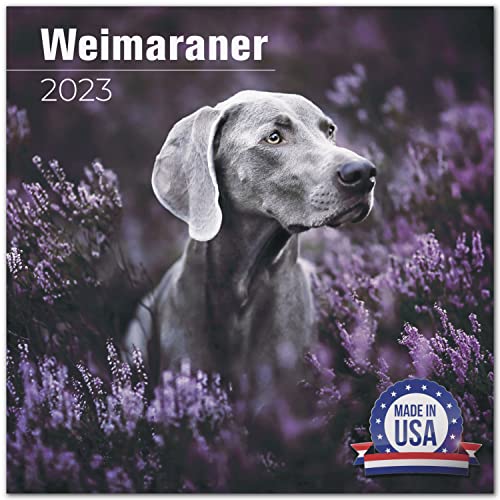 2022 2023 Weimaraner Calendar - Dog Breed Monthly Wall Calendar - 12 X 24 Open - Thick No-Bleed Paper - Giftable - Academic Teacher's Planner Calendar Organizing & Planning - Made In Usa #TOP9