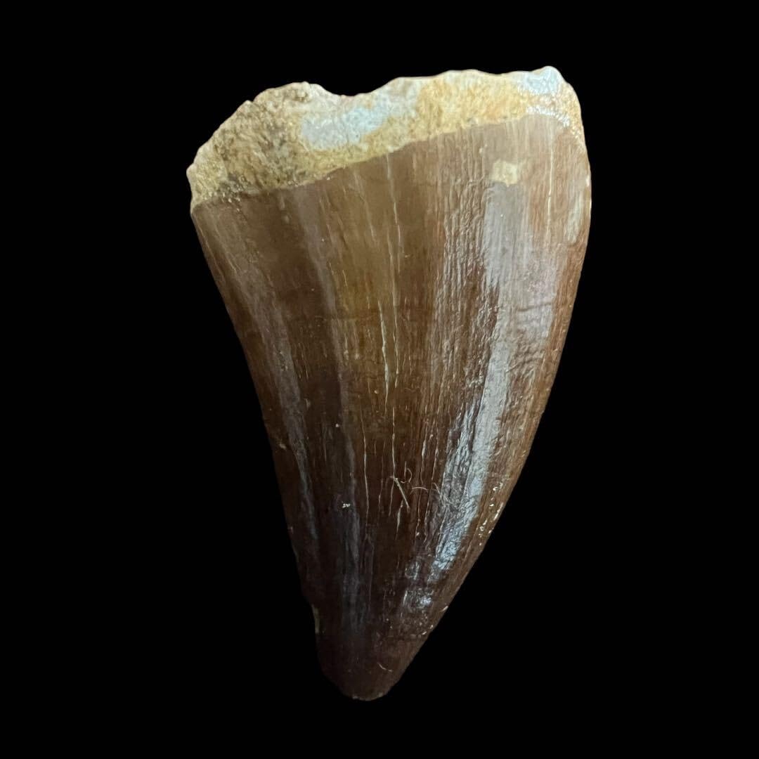 Amazon.co.jp: モササウルス類のプログナトドンの歯約46x28x22mm