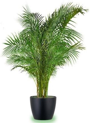 Seedlings India Areca Palm Live Plant