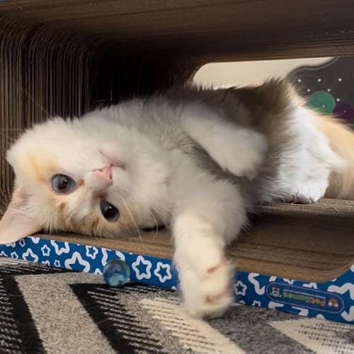 Pet Games Arranhador Cama Toca Do Gato Estampa Estrela Azul Tamanho G Para Gatos