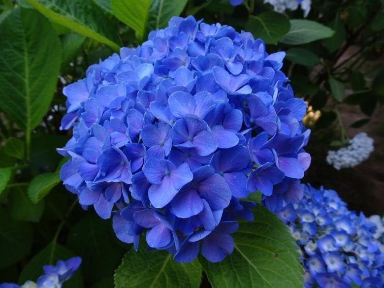 Image of Hydrangea Blue Live Flowering Plant with Pot | Hortensia Plant Live | Blue Hydrangea Shrub for Home Garden Balcony Terrace Outdoor