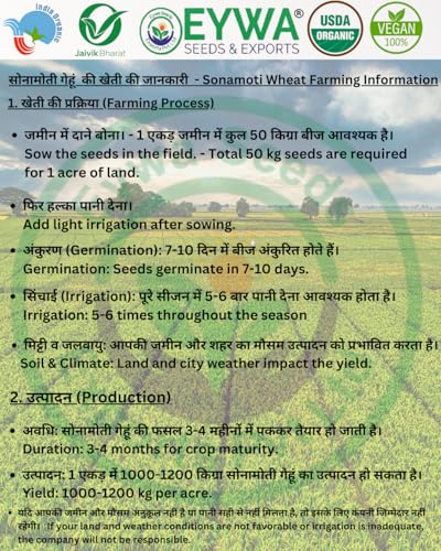 Image of Organic Sonamoti Wheat Grains Seeds (10 Kgs) | For Farming, Sowing & Agriculture Use | Produce of India | 100% Natural & Non-GMO | By Eywa