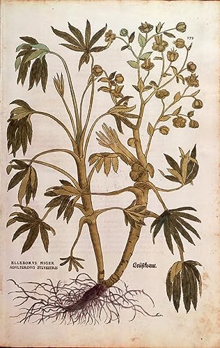 Lienzo Helleborus Foetidus Leonhard Fuchs Cuadro Botánico para Salón 60x90