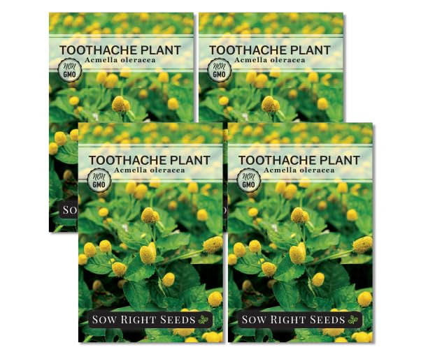 Sow Right Seeds - Toothache Plant Seeds for Planting - Easy to Grow Herb for Gardens - Edible Non-GMO Heirloom Variety - Acmella oleracea - Perfect for Home, Balcony, Outdoor, Indoor Gardens (4)