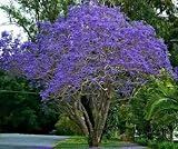 Beautiful Flowering Blue Jacaranda Tree Plant 5-11" Tall Potted (no California)