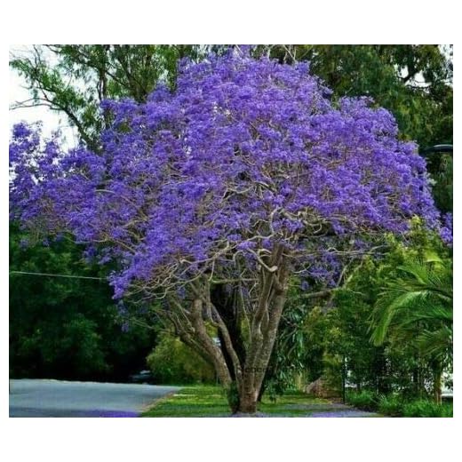 Beautiful Blue Jacaranda Tree Starter Plant