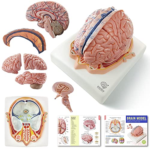 Best Brain Models Top Picks For Studying Brain Function