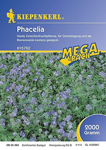Kiepenkerl 615762 Phacelia 2 kg (Phaceliasamen)