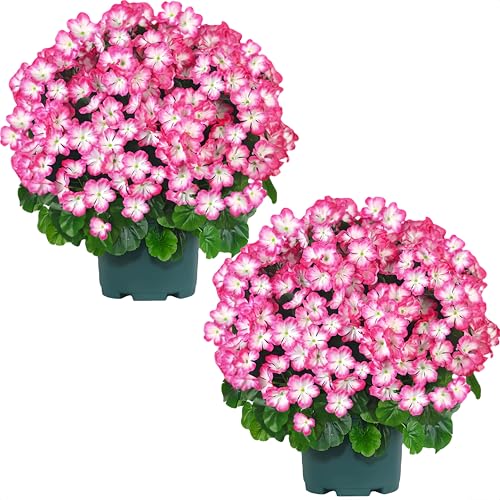 QIANYUN Artificial Topiary for Outdoors- 20” Potted Plant Fake Geraniums
