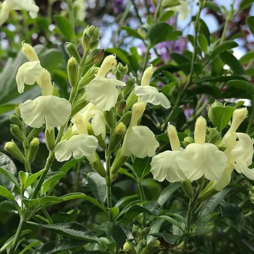 semi di salvia biologici, verdi rare luoghi soleggiati giardino semi aiuole in semina autunnale 550pcs