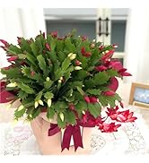 ゆう様♪バラ咲きデンマークカクタス whiterose20211217-1.jpg