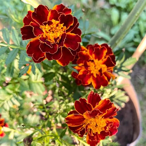 semillas de caléndula, semillas de mariposas otoño silvestres jardín rocas exterior balcón Decoración jardín para 350pcs