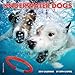 Underwater Dogs 2014 Wall Calendar