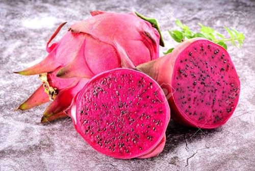 Image of 3 COMBO DRAGON FRUIT PLANT 1 RED 1 WHITE 1YELLOW HYBRID ORGANIC OUTDOOR LIVE FRUIT TREE