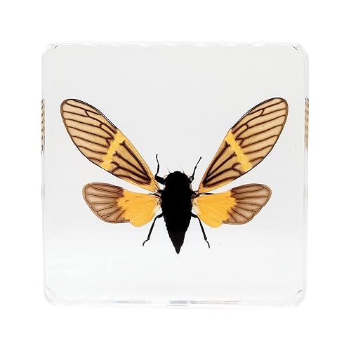 Miniatura 23 de Especímenes de esqueleto de tortuga real en manualidades de pisapapeles de resina, colección de taxidermia de animales para educación científica