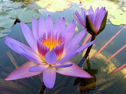 4 Pack Water Lily Tubers – Live Aquatic Plants For Ponds, Aquariums & Container Gardens