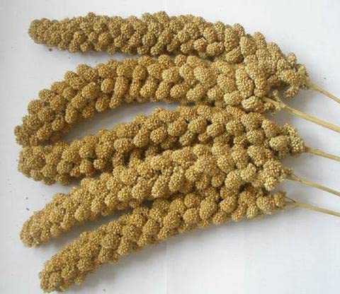 1kg Premium Millet Sprays, perfect for budgie, cockatiel etc. By Two Amigos Pet Supplies — image 1
